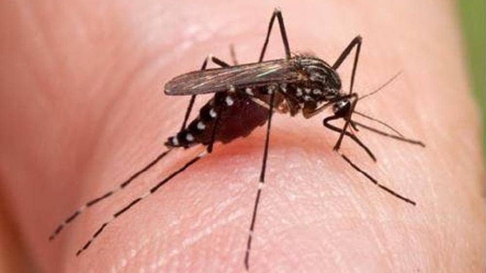 La zanzara coreana dilaga nel Nord Italia